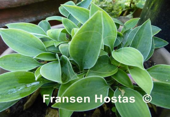 Hosta Blauwichtel